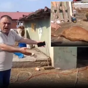 ardahanda durum vahim 6 hayvanini kaybeden uretici isyan etti YiYiseis