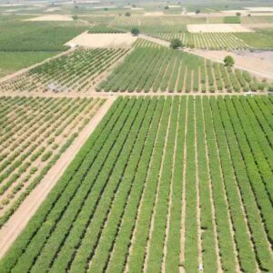 hatayda hasadi basladi 85 bin ton rekolte bekleniyor bxPyXVzc