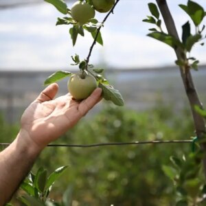 meyve agaclari icin sicaklik onerileri 6sFiiTKS