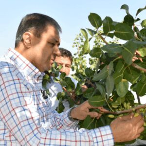 sezonun ilk hasadi basladi vali de hasada dahil oldu PTTzjnF5