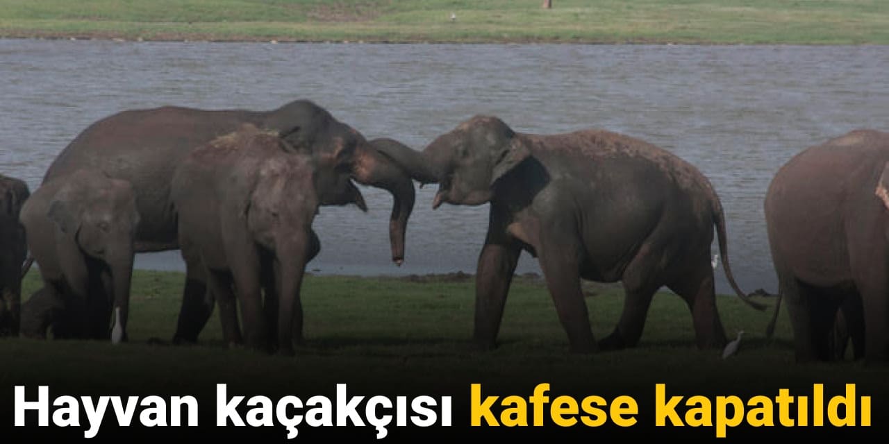 hayvan kacakcisi kafese kapatildi UmaKb9iF