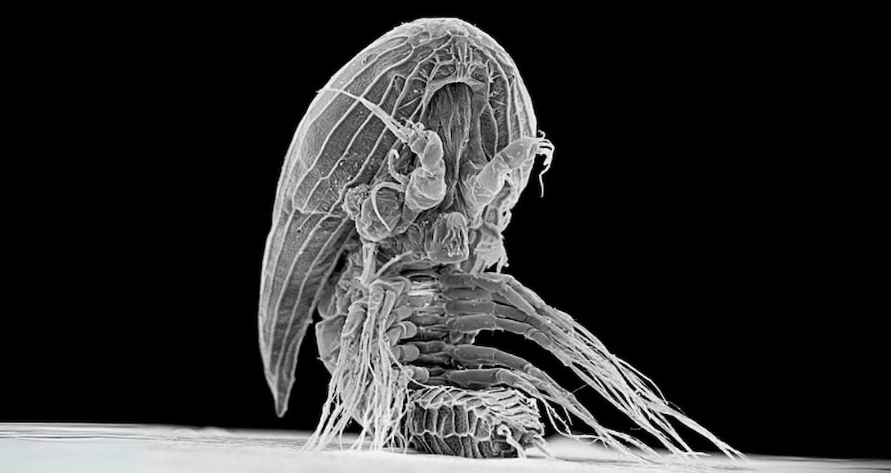 okyanusta suruklenirken bulundu gizemli uzayli gorunumlu canli bilim insanlari soka soktu EL254rsm