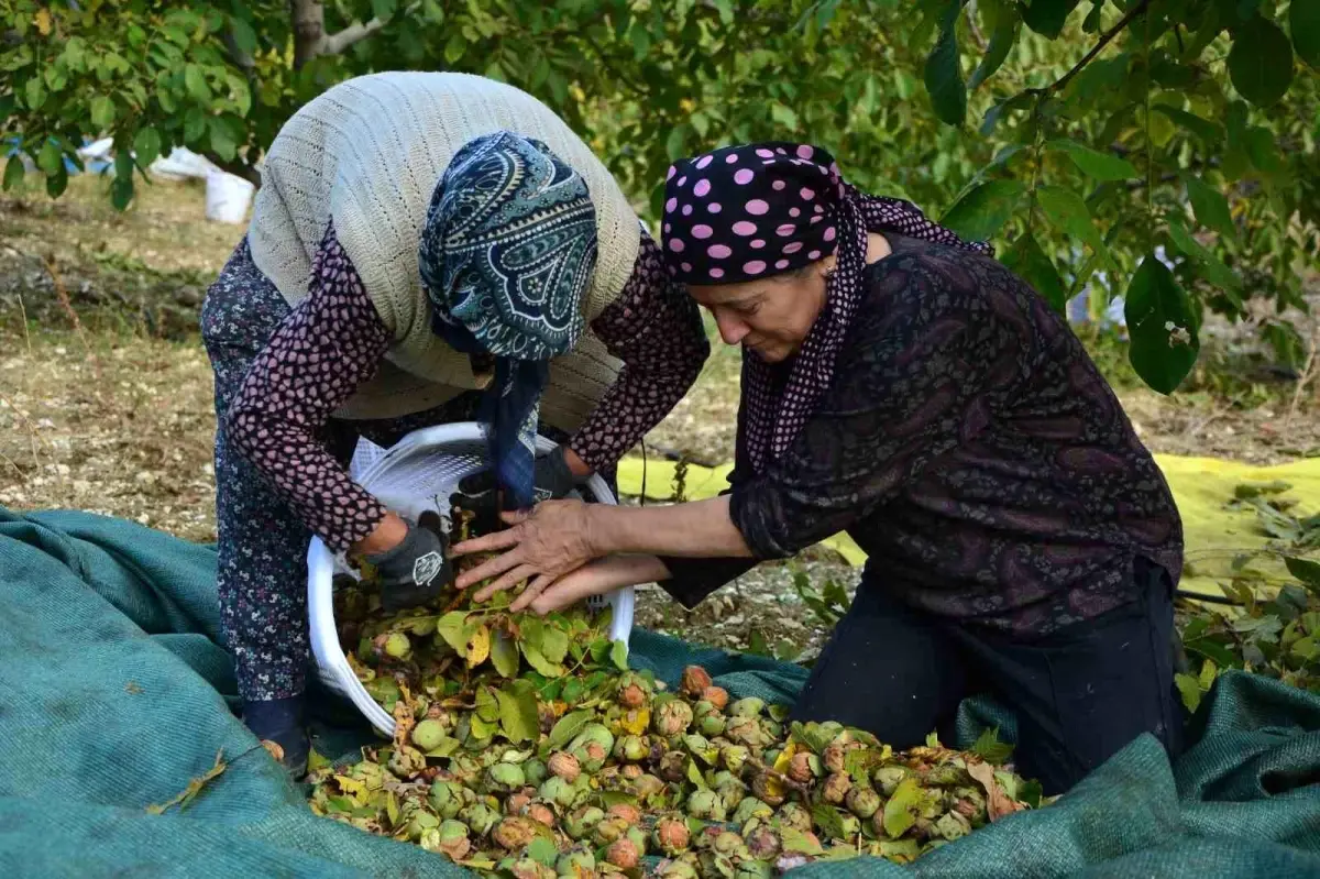 demircide ceviz hasadi basladi RuTMF9Sk.jpg