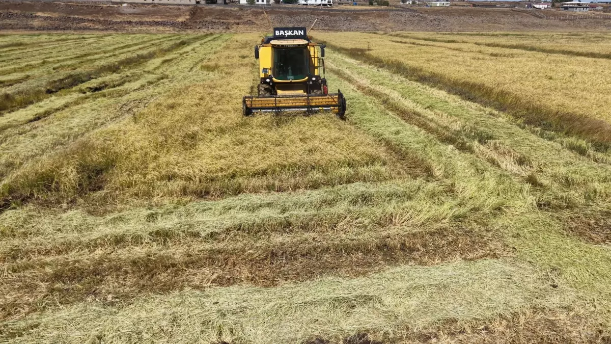 diyarbakirda organik pirinc uretimi FvSEwFOL