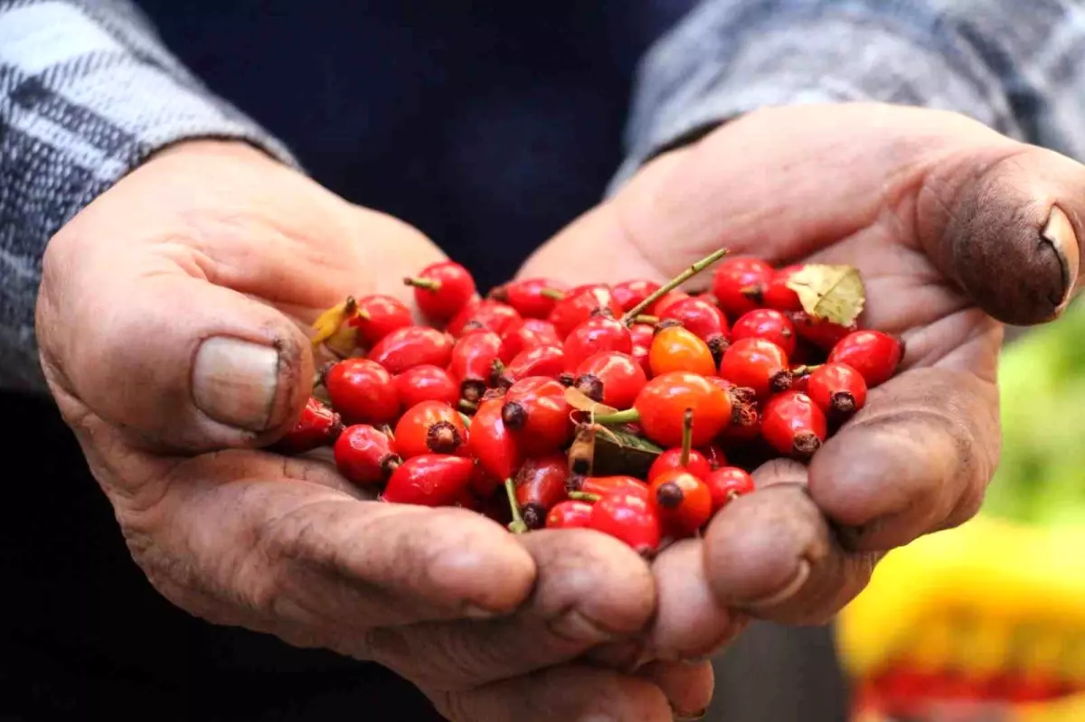 kusburnuna artan ilgi eWJwL5jZ.jpg