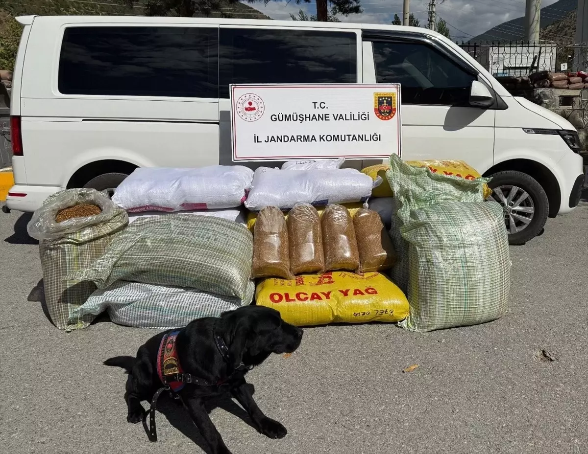 torulda 530 kilogram kacak tutun ele gecirildi t2cDEYuP