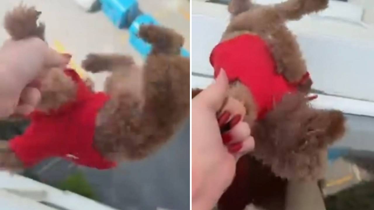 Başakşehir’de Köpeği Pencereden Sarkıtan Kadın Olayı Tepki Çekti